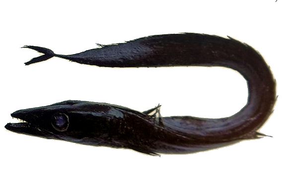 Aphanopus carbo_04.jpg